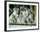 A Group of Koalas Gather Atop a Fence-null-Framed Photographic Print