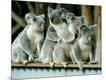 Photographic Print