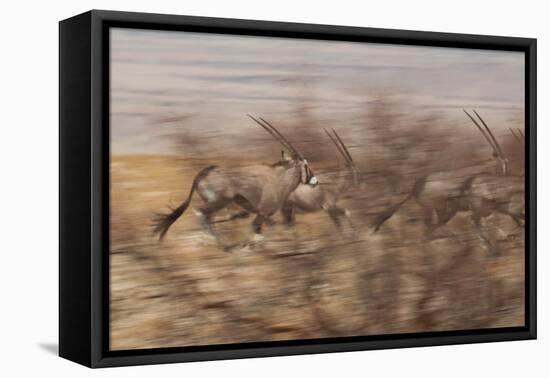 A Group of Oryx on the Run in Namib-Naukluft National Park-Alex Saberi-Framed Premier Image Canvas