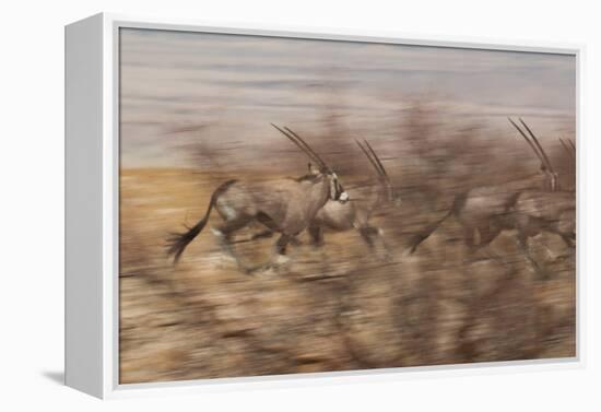 A Group of Oryx on the Run in Namib-Naukluft National Park-Alex Saberi-Framed Premier Image Canvas
