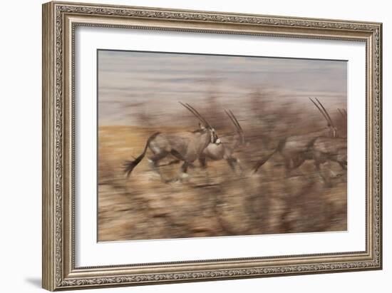 A Group of Oryx on the Run in Namib-Naukluft National Park-Alex Saberi-Framed Photographic Print