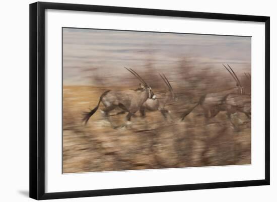 A Group of Oryx on the Run in Namib-Naukluft National Park-Alex Saberi-Framed Photographic Print