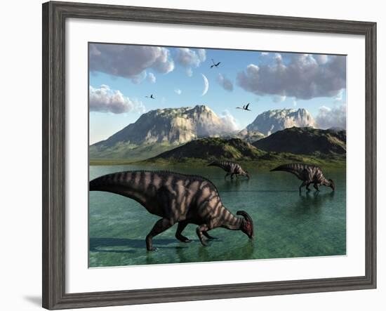 A Group of Parasaurolophus Dinosaurs Feed from a Freshwater Lake-Stocktrek Images-Framed Photographic Print