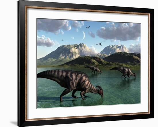 A Group of Parasaurolophus Dinosaurs Feed from a Freshwater Lake-Stocktrek Images-Framed Photographic Print