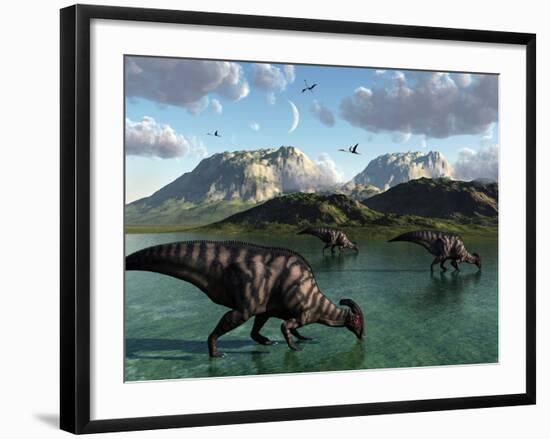 A Group of Parasaurolophus Dinosaurs Feed from a Freshwater Lake-Stocktrek Images-Framed Photographic Print
