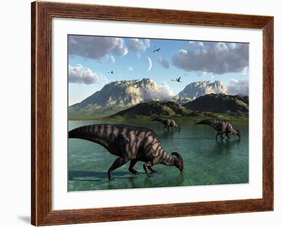 A Group of Parasaurolophus Dinosaurs Feed from a Freshwater Lake-Stocktrek Images-Framed Photographic Print