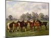 A Group of Polo Ponies, Dainty, Gold, Redskin, Miss Edge, and Piper-Henry Frederick Lucas-Lucas-Mounted Giclee Print