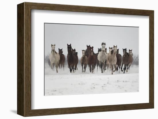 A Group Of Pure Arab, Shagya Arab And East Bulgarian Fillies Running In Snow, Kabiuk National Stud-Kristel Richard-Framed Photographic Print