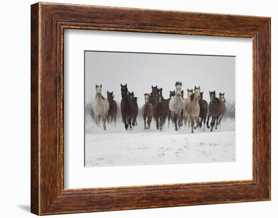 A Group Of Pure Arab, Shagya Arab And East Bulgarian Fillies Running In Snow, Kabiuk National Stud-Kristel Richard-Framed Photographic Print