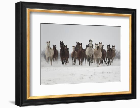 A Group Of Pure Arab, Shagya Arab And East Bulgarian Fillies Running In Snow, Kabiuk National Stud-Kristel Richard-Framed Photographic Print