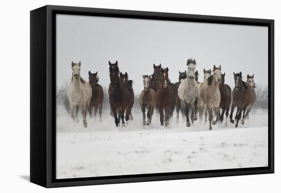 A Group Of Pure Arab, Shagya Arab And East Bulgarian Fillies Running In Snow, Kabiuk National Stud-Kristel Richard-Framed Premier Image Canvas