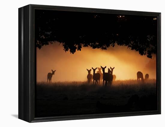 A Group of Red Deer, Cervus Elaphus, Silhouetted in Morning Glow.-Alex Saberi-Framed Premier Image Canvas