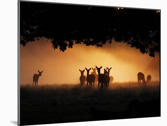 A Group of Red Deer, Cervus Elaphus, Silhouetted in Morning Glow.-Alex Saberi-Mounted Photographic Print