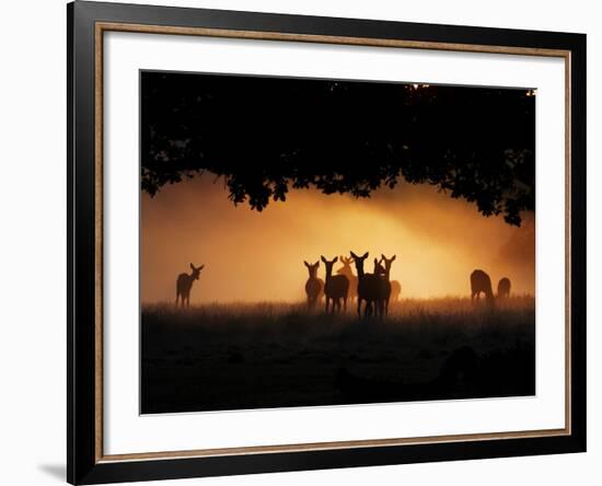 A Group of Red Deer, Cervus Elaphus, Silhouetted in Morning Glow.-Alex Saberi-Framed Photographic Print