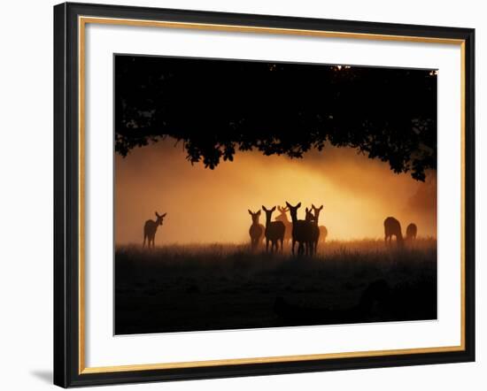 A Group of Red Deer, Cervus Elaphus, Silhouetted in Morning Glow.-Alex Saberi-Framed Photographic Print