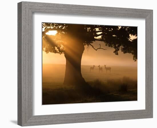 A Group of Red Deer Graze and Socialize in the Early Morning Mists of Richmond Park, London-Alex Saberi-Framed Photographic Print