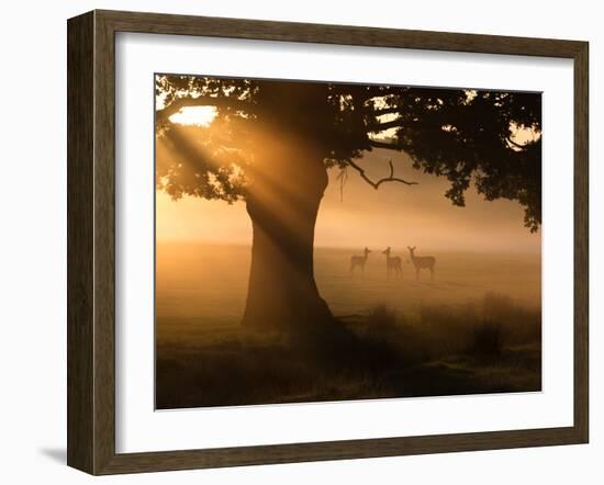 A Group of Red Deer Graze and Socialize in the Early Morning Mists of Richmond Park, London-Alex Saberi-Framed Photographic Print