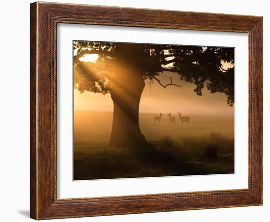 A Group of Red Deer Graze and Socialize in the Early Morning Mists of Richmond Park, London-Alex Saberi-Framed Photographic Print