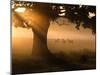 A Group of Red Deer Graze and Socialize in the Early Morning Mists of Richmond Park, London-Alex Saberi-Mounted Photographic Print