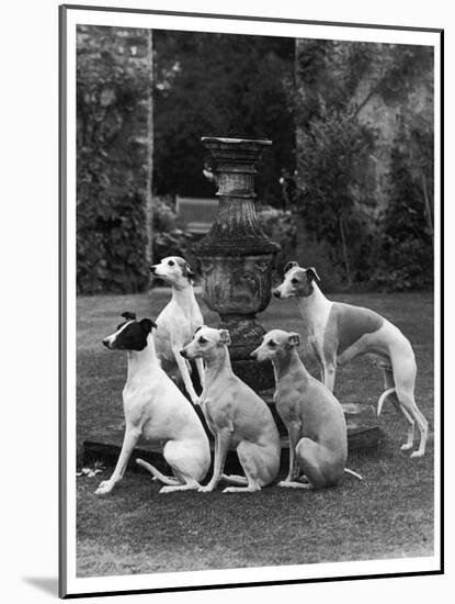 A Group of Seagift Whippets around a Fountain. Owned by Whitwell-null-Mounted Photographic Print