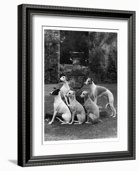 A Group of Seagift Whippets around a Fountain. Owned by Whitwell-null-Framed Photographic Print