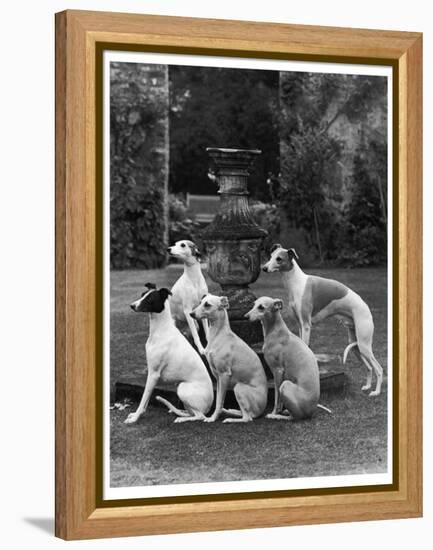 A Group of Seagift Whippets around a Fountain. Owned by Whitwell-null-Framed Premier Image Canvas