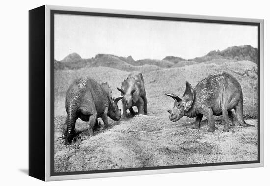 A Group of Triceratops, 20th Century-null-Framed Premier Image Canvas