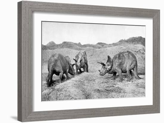 A Group of Triceratops, 20th Century-null-Framed Giclee Print