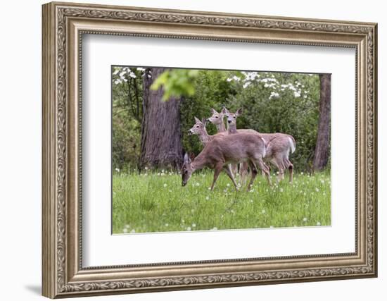 A Group Of White Tailed Deer Grazing-George Oze-Framed Photographic Print