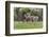 A Group Of White Tailed Deer Grazing-George Oze-Framed Photographic Print