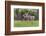 A Group Of White Tailed Deer Grazing-George Oze-Framed Photographic Print