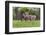 A Group Of White Tailed Deer Grazing-George Oze-Framed Photographic Print