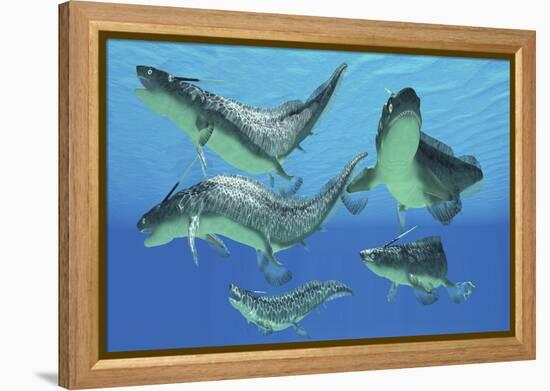 A Group of Xenacanthus Prehistoric Sharks-null-Framed Stretched Canvas