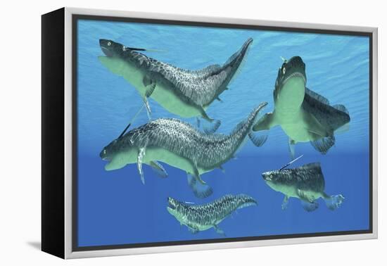 A Group of Xenacanthus Prehistoric Sharks-null-Framed Stretched Canvas