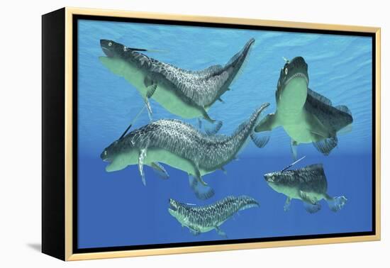 A Group of Xenacanthus Prehistoric Sharks-null-Framed Stretched Canvas