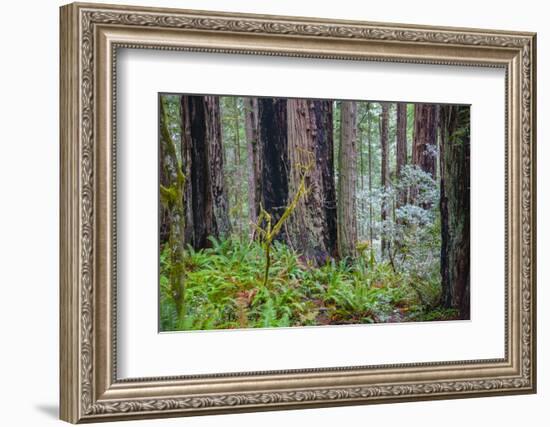 A grove of giant redwoods located in the Lady Bird Johnson Grove of the Redwood National Park-Mallorie Ostrowitz-Framed Photographic Print