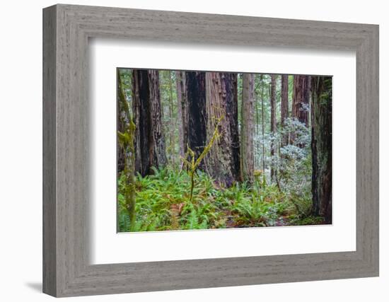 A grove of giant redwoods located in the Lady Bird Johnson Grove of the Redwood National Park-Mallorie Ostrowitz-Framed Photographic Print