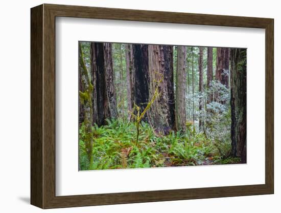 A grove of giant redwoods located in the Lady Bird Johnson Grove of the Redwood National Park-Mallorie Ostrowitz-Framed Photographic Print