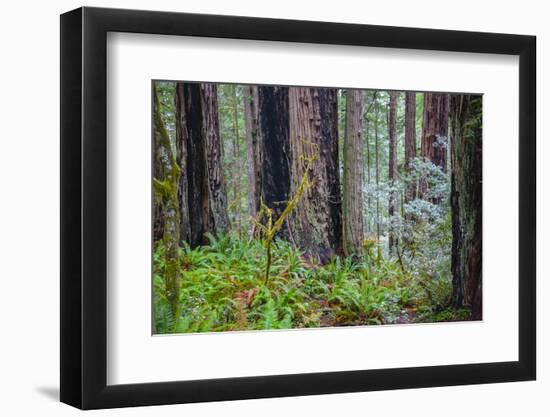 A grove of giant redwoods located in the Lady Bird Johnson Grove of the Redwood National Park-Mallorie Ostrowitz-Framed Photographic Print