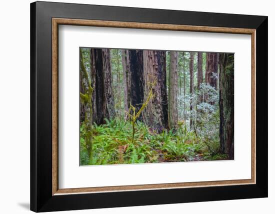 A grove of giant redwoods located in the Lady Bird Johnson Grove of the Redwood National Park-Mallorie Ostrowitz-Framed Photographic Print