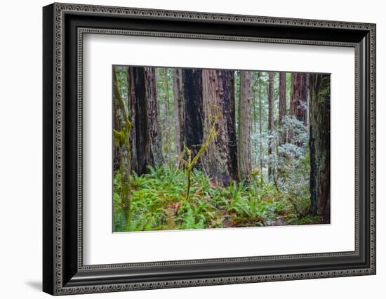 A grove of giant redwoods located in the Lady Bird Johnson Grove of the Redwood National Park-Mallorie Ostrowitz-Framed Photographic Print