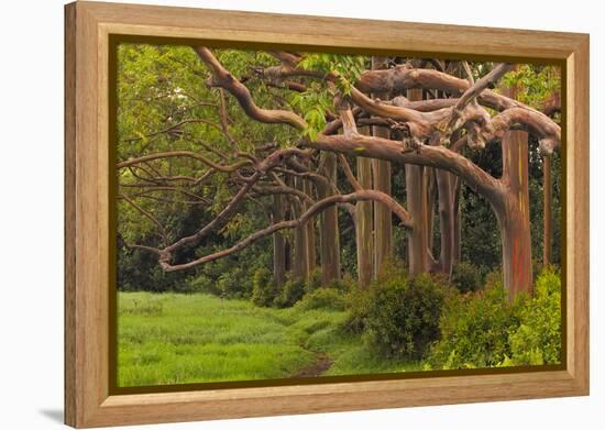 A Grove Of Rainbow Eucalyptus Trees Found Along The Road To Hana On The Island Of Maui, Hawaii-Austin Cronnelly-Framed Premier Image Canvas