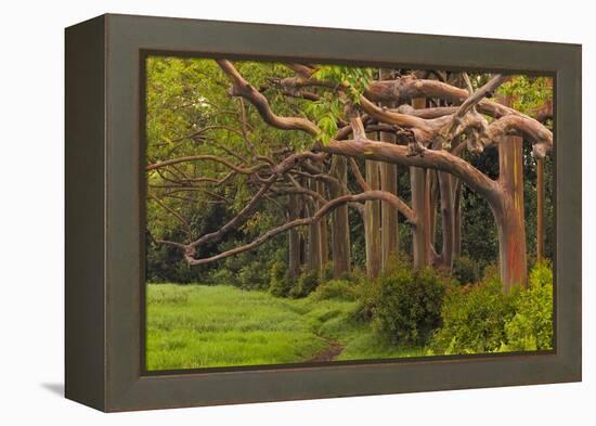 A Grove Of Rainbow Eucalyptus Trees Found Along The Road To Hana On The Island Of Maui, Hawaii-Austin Cronnelly-Framed Premier Image Canvas