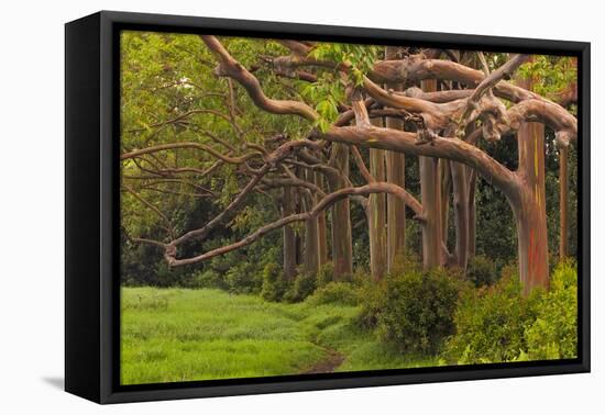 A Grove Of Rainbow Eucalyptus Trees Found Along The Road To Hana On The Island Of Maui, Hawaii-Austin Cronnelly-Framed Premier Image Canvas