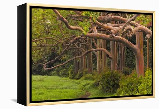 A Grove Of Rainbow Eucalyptus Trees Found Along The Road To Hana On The Island Of Maui, Hawaii-Austin Cronnelly-Framed Premier Image Canvas