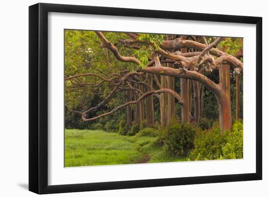 A Grove Of Rainbow Eucalyptus Trees Found Along The Road To Hana On The Island Of Maui, Hawaii-Austin Cronnelly-Framed Photographic Print