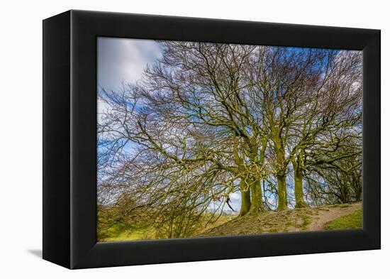 A grove of trees at Avebury, UK, a major Neolithic and medieval site.-Richard Wright-Framed Premier Image Canvas