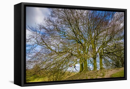 A grove of trees at Avebury, UK, a major Neolithic and medieval site.-Richard Wright-Framed Premier Image Canvas