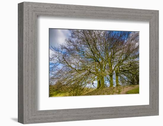 A grove of trees at Avebury, UK, a major Neolithic and medieval site.-Richard Wright-Framed Photographic Print