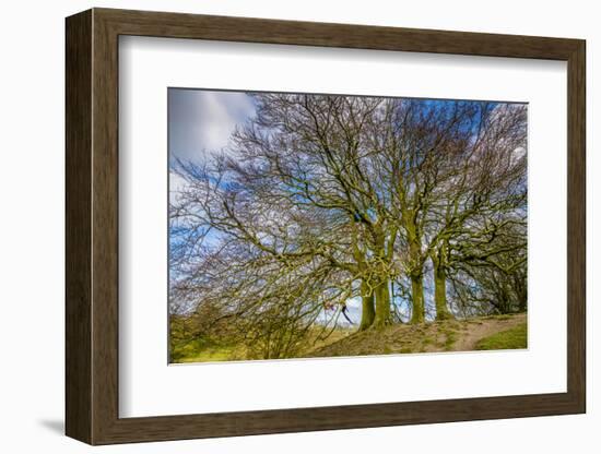 A grove of trees at Avebury, UK, a major Neolithic and medieval site.-Richard Wright-Framed Photographic Print